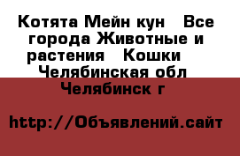 Котята Мейн кун - Все города Животные и растения » Кошки   . Челябинская обл.,Челябинск г.